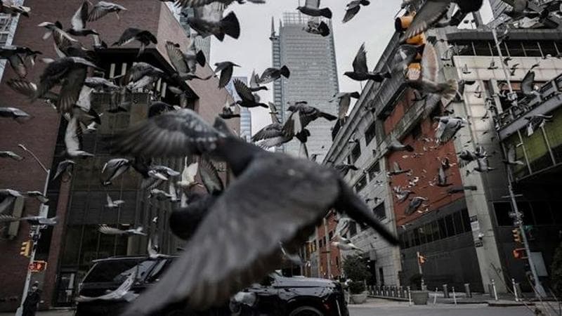 Uccelli si alzano in volo (REUTERS/Jeenah Moon)