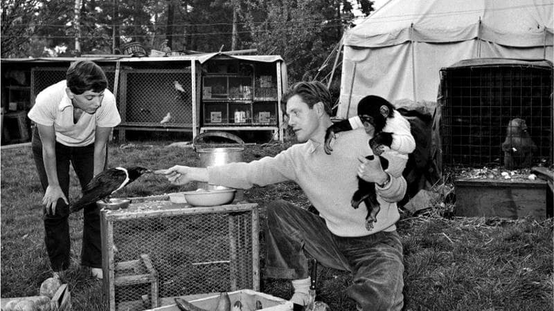 Gerald Durrell e sua moglie&nbsp;con il cucciolo di scimpanz&eacute; Chumley, 1958
