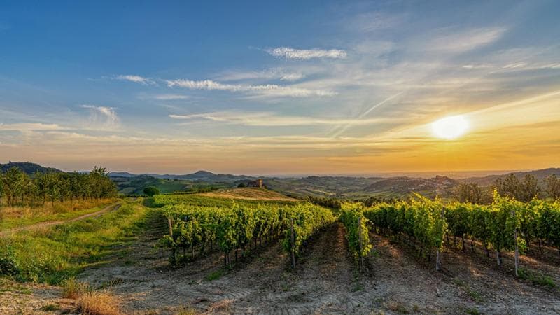 Vigneti nell'Oltrepò al tramonto (Foto: G. Santolin)