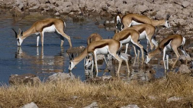 Gli animali liberi nei parchi della Namibia