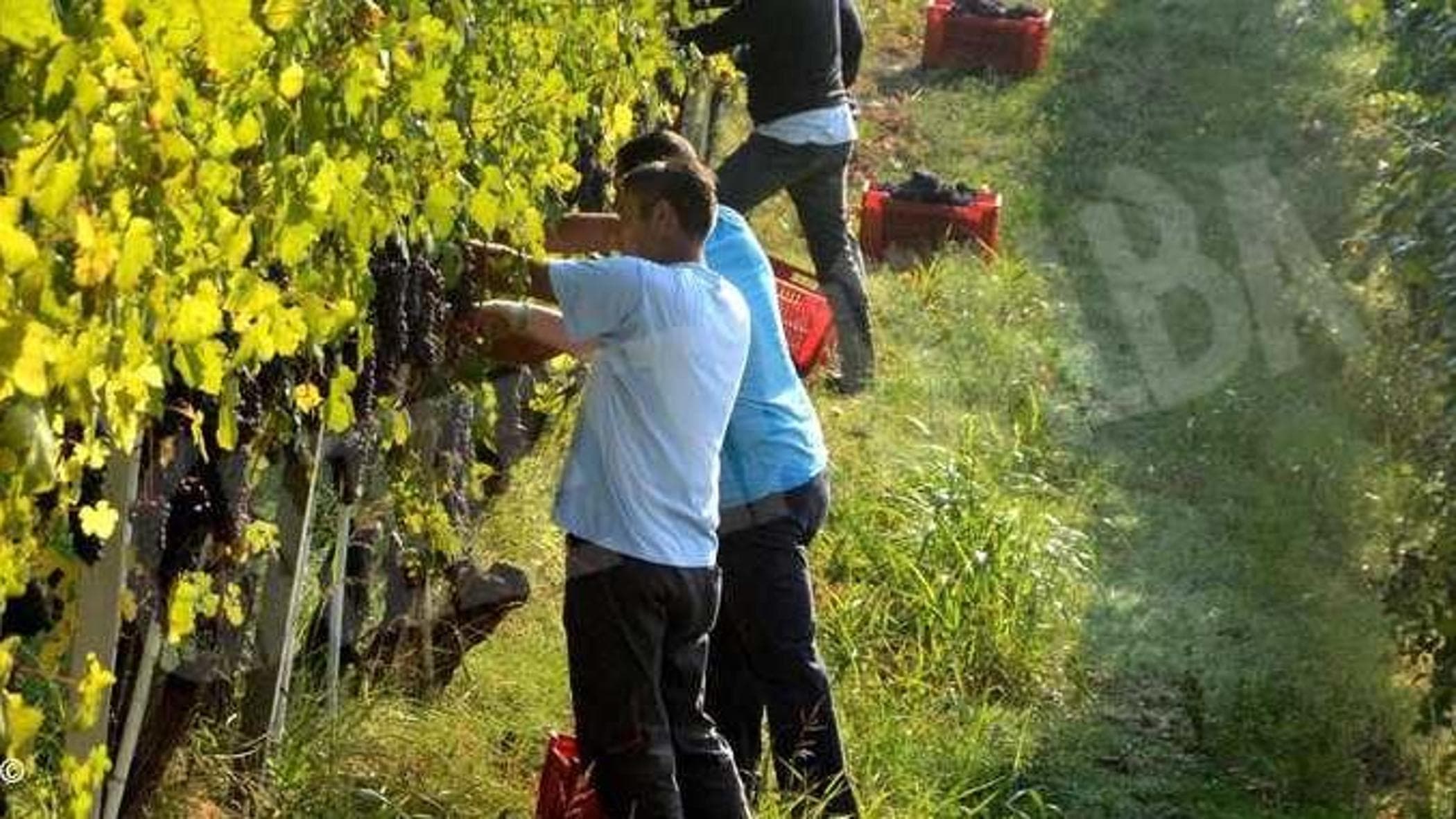 Şarap imalathaneleri, Langhe: İtalya'nın en değerli üzüm bağları arasında genç yabancıların sömürülmesi