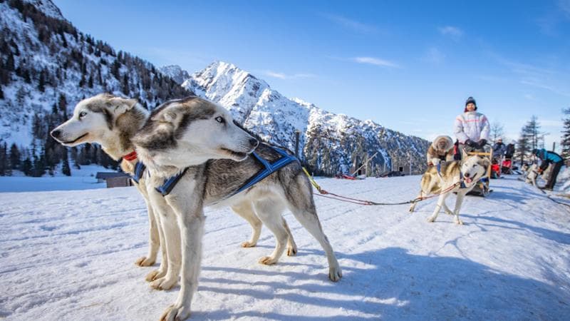 Sleddog in Val di Sole @ T. Prugnola