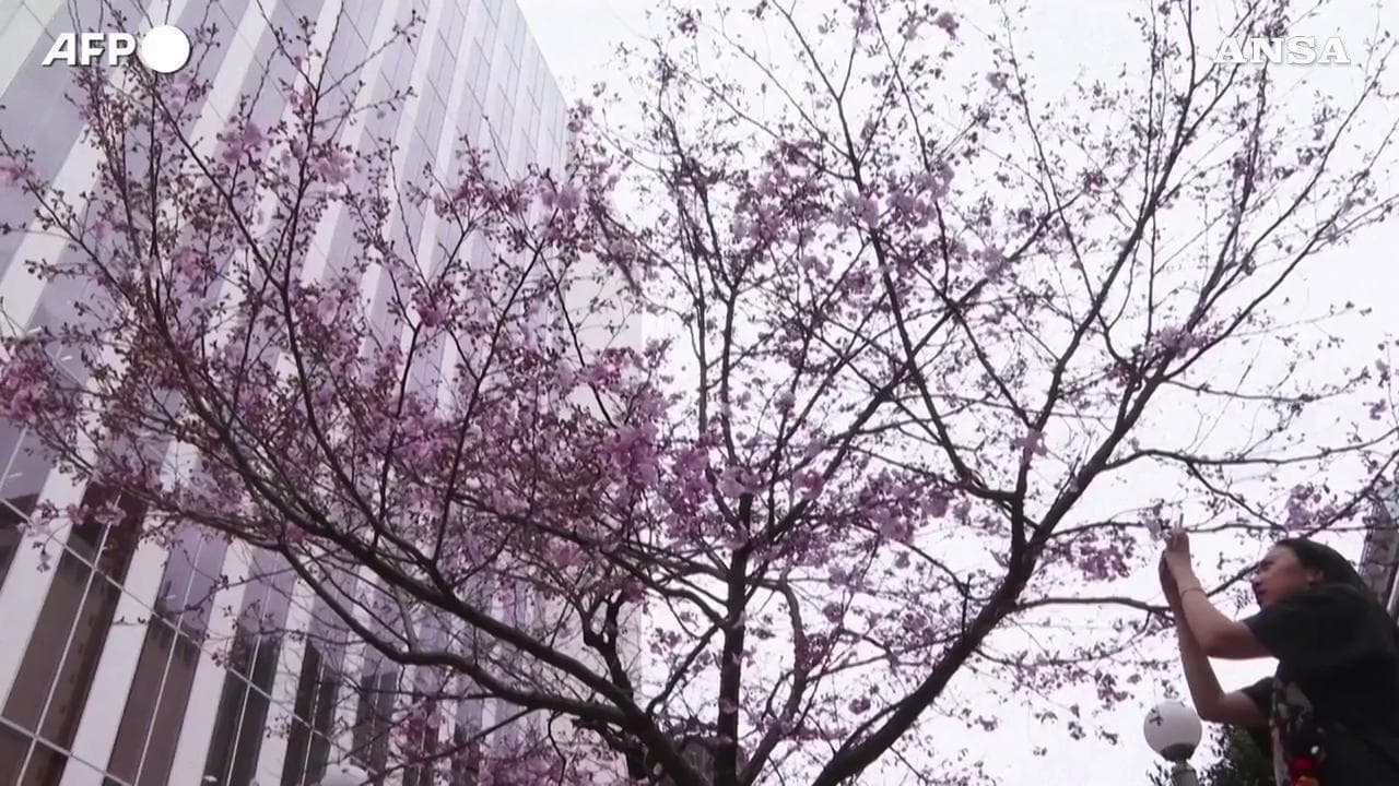 Tokyo invasa dai turisti con l'inizio ufficiale della stagione della fioritura dei ciliegi