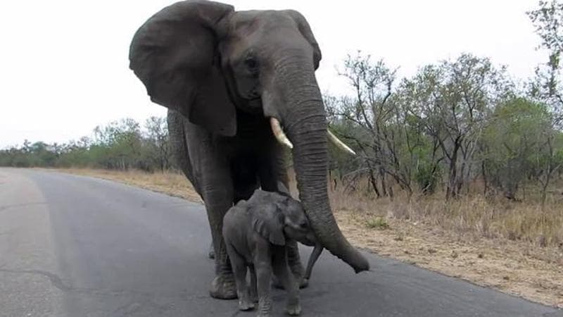 Elefanti incontrano i turisti in Sud Africa