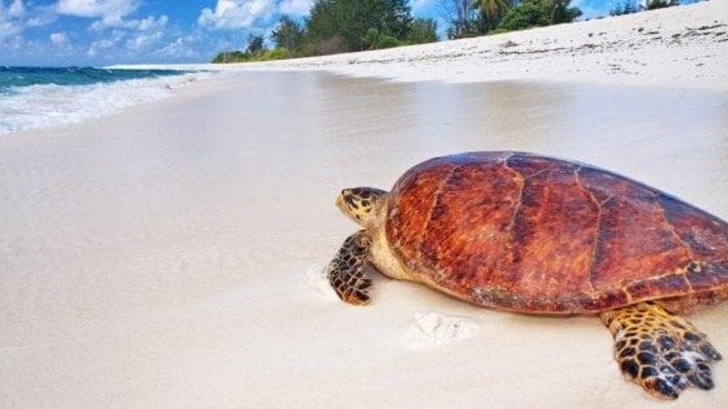 Una tartaruga sulla spiaggia delle Seychelles