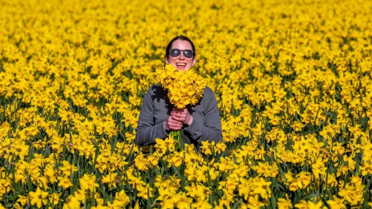 Equinozio di primavera nel Regno Unito: sbocciano 8 milioni di narcisi in Scozia