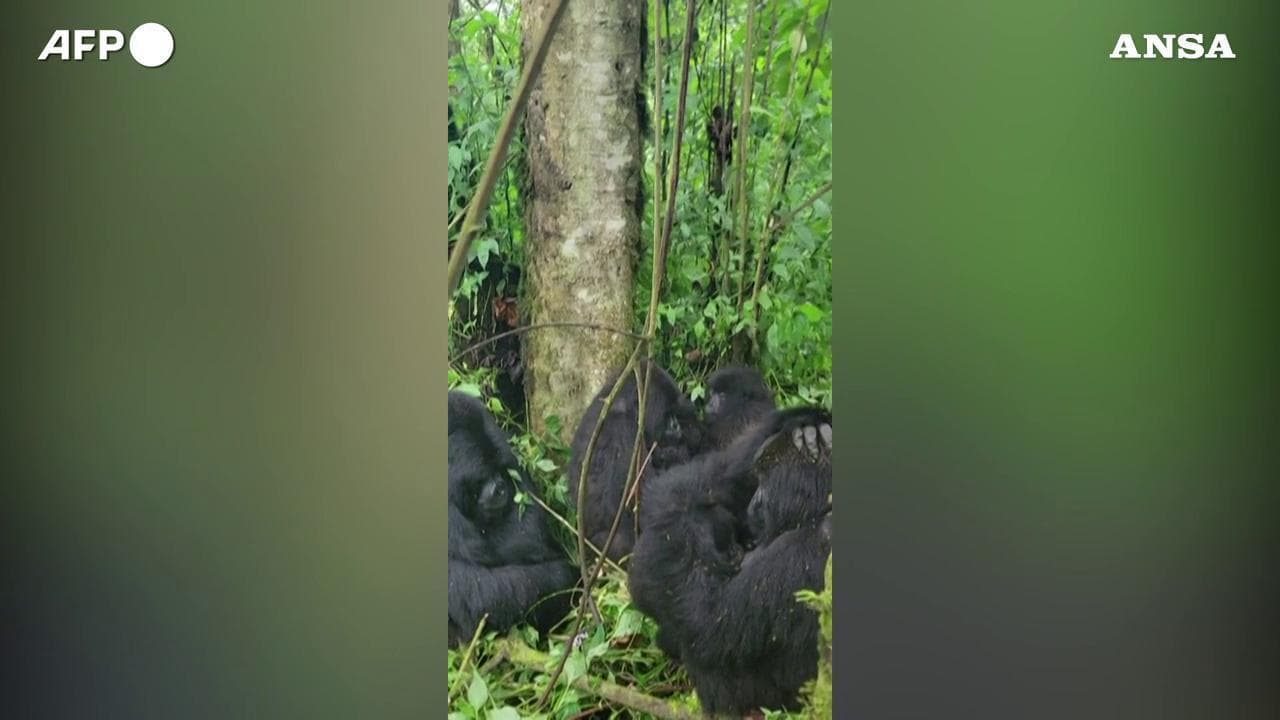 Congo, due gemelli di gorilla di montagna cuccioli: le immagini rarissime nella giungla