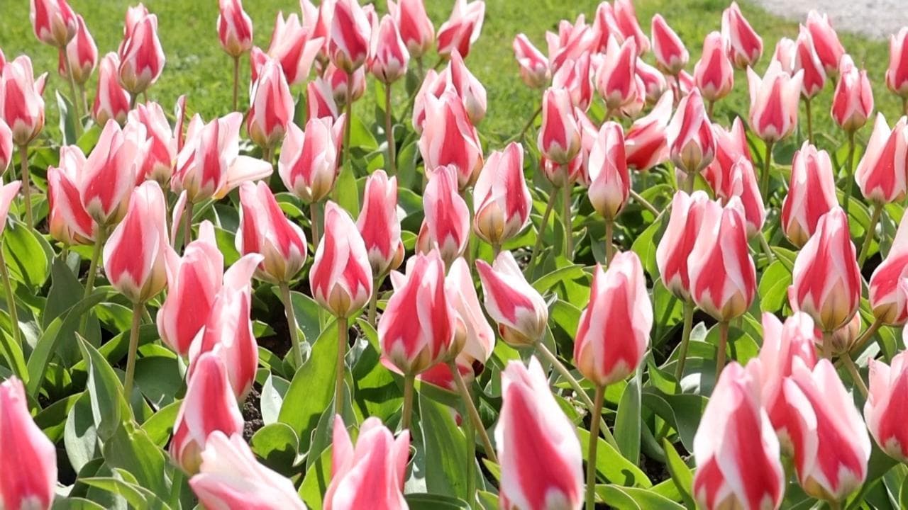 Svizzera: a Morges lo splendore di 140.000 fiori nel Festival dei tulipani