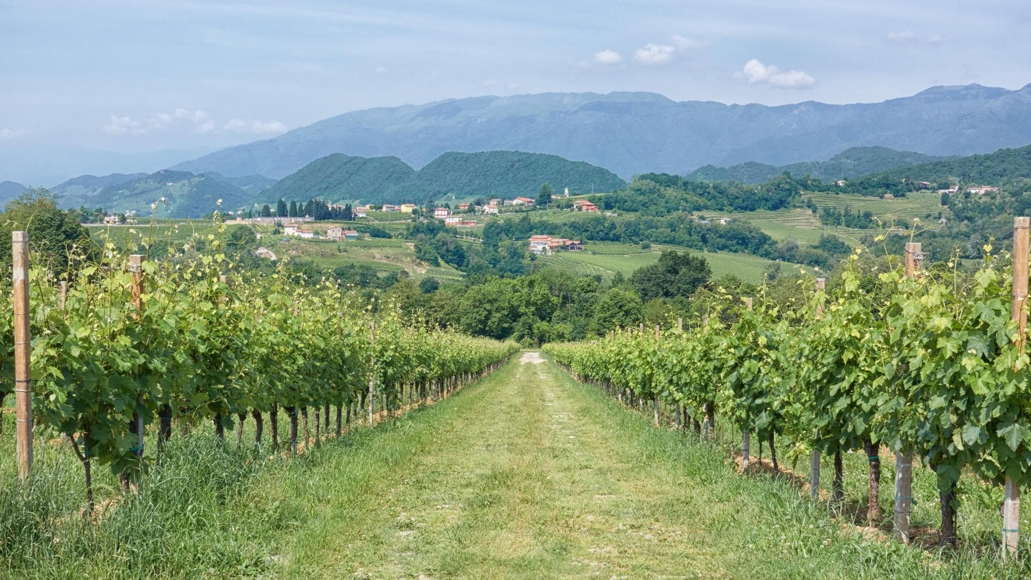 Dop turizmi: Veneto İtalya'nın lideri ve değeri neredeyse 5 milyar avro