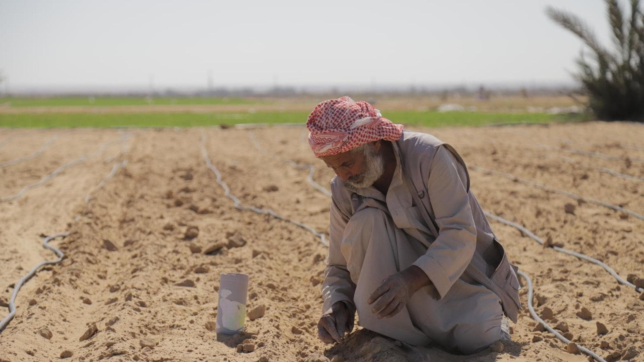 Gazze Şeridi ve FAO, bin çiftçiye daha şartlı mali yardım sağlıyor