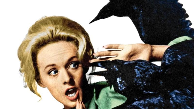 Tippi Hedren nel&nbsp;cult&nbsp;Gli uccelli (1963)&nbsp;di&nbsp;Hitchcock

