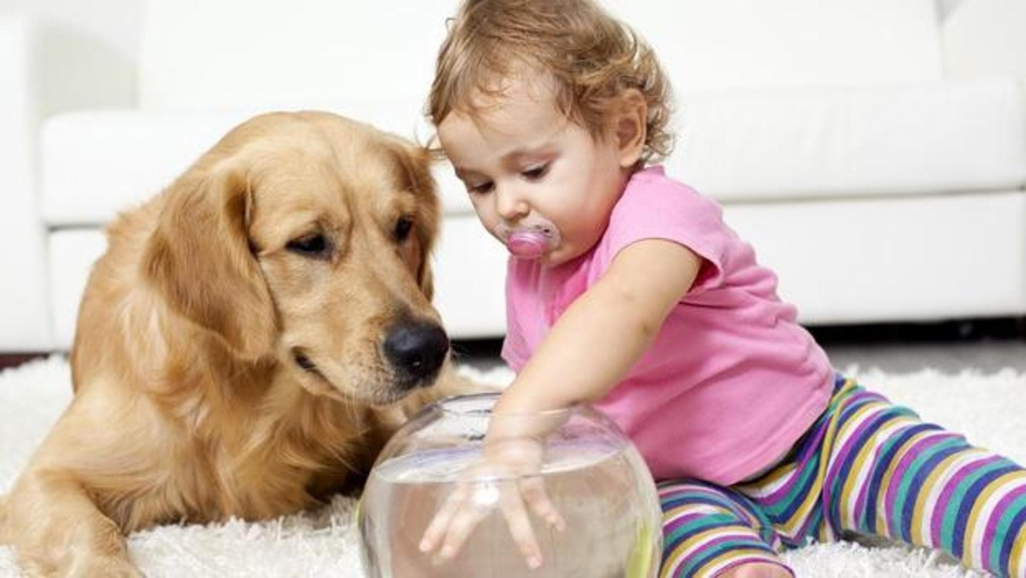 Destekleyici evcil hayvanlar: onlara bakan insanlar için tedavi edici olanlar da dahil olmak üzere tüm faydalar