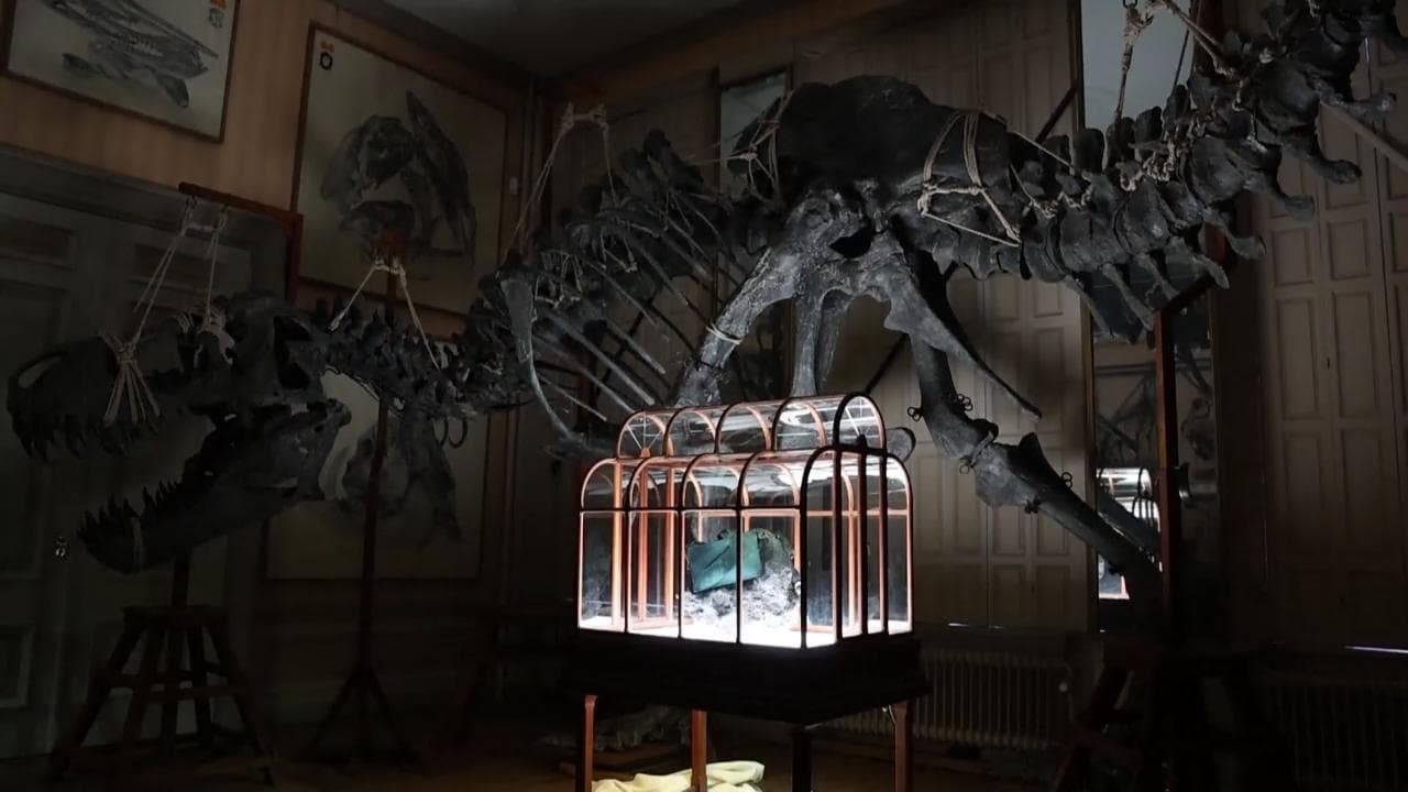 Amsterdam, un gruppo di scienziati annuncia: "Creata una borsa usando collagene di dinosauro"
