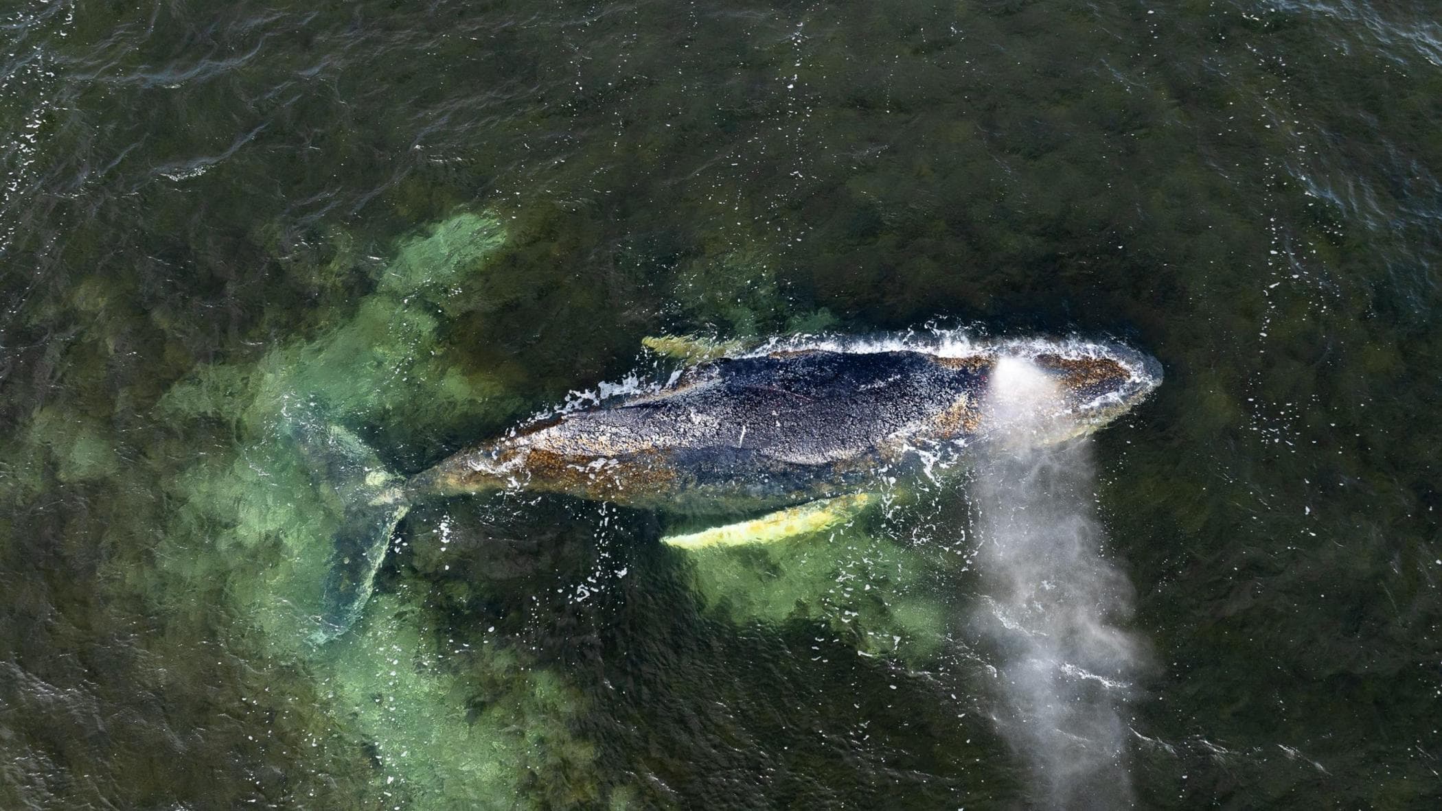 Balena intrappolata nel Mar Baltico: un multimilionario tedesco vuole finanziare il suo salvataggio