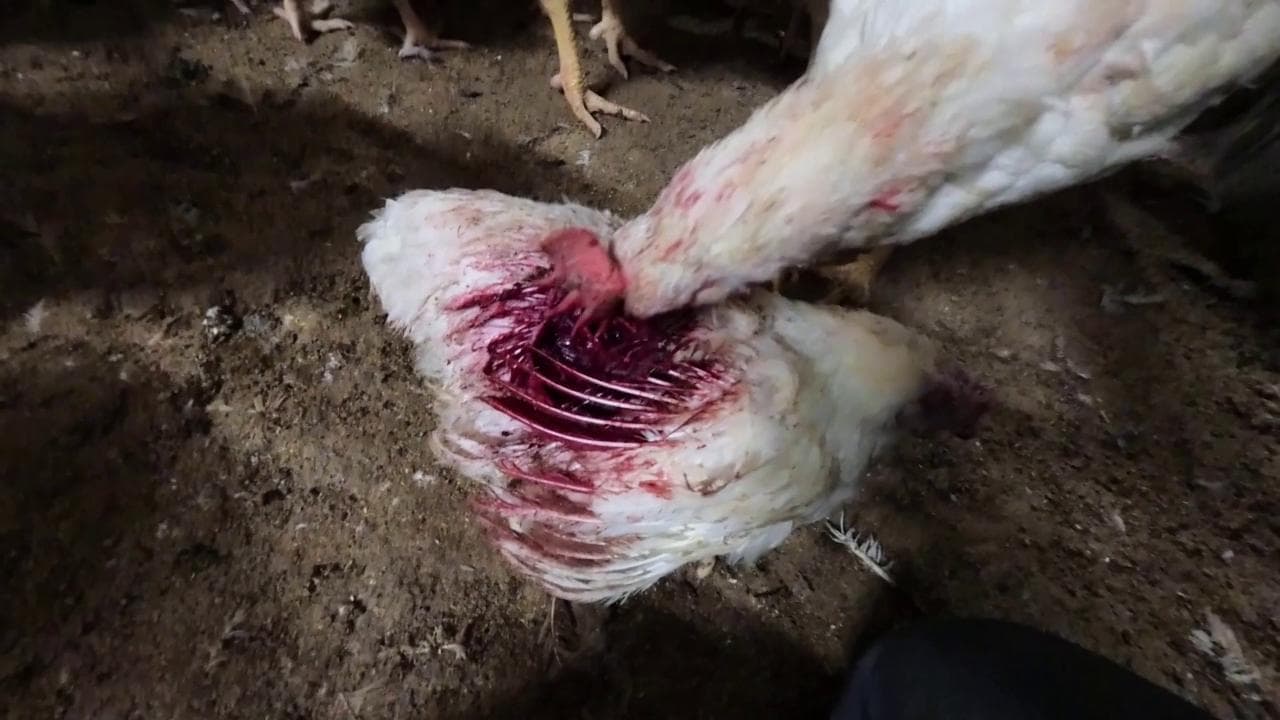 Polli maltrattati, feriti, cannibalizzati: i video choc in un allevamento intensivo del Veronese