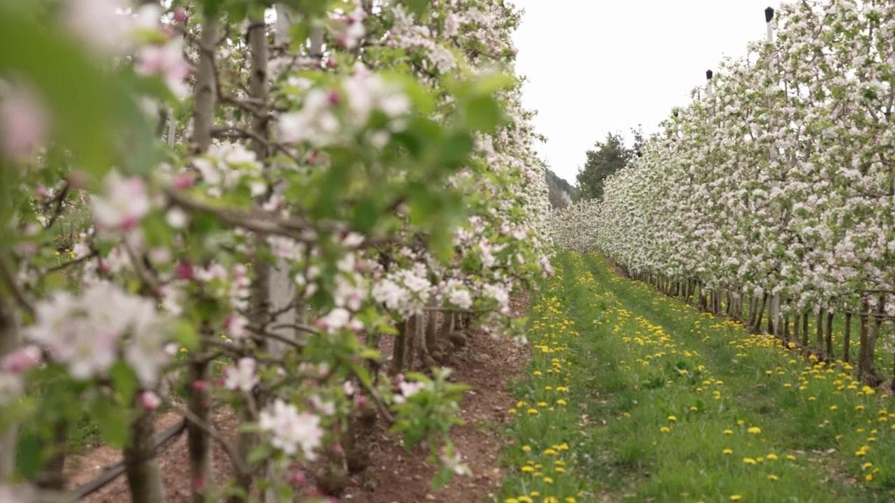 La fioritura dei meli dipinge la Val di Non: dal lavoro delle api un'occasione di turismo green