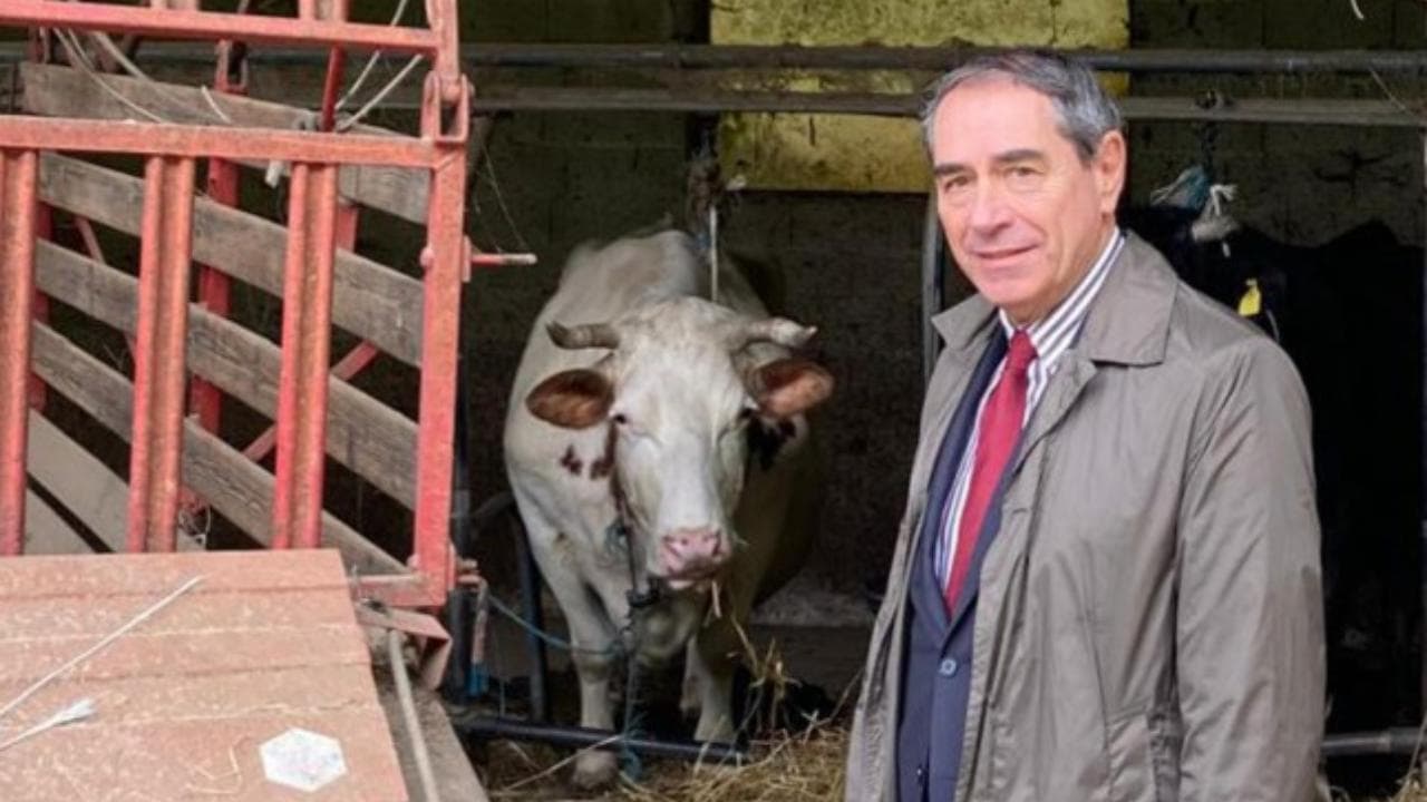 L'agricoltore in ospedale, un sindaco nel Vicentino deve accudire le sue vacche: " Lo dice la legge"