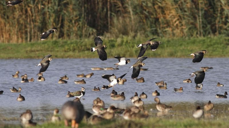 Le pavoncelle a Grado
