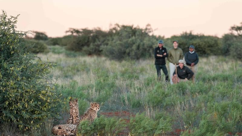 Il bush in Sud Africa