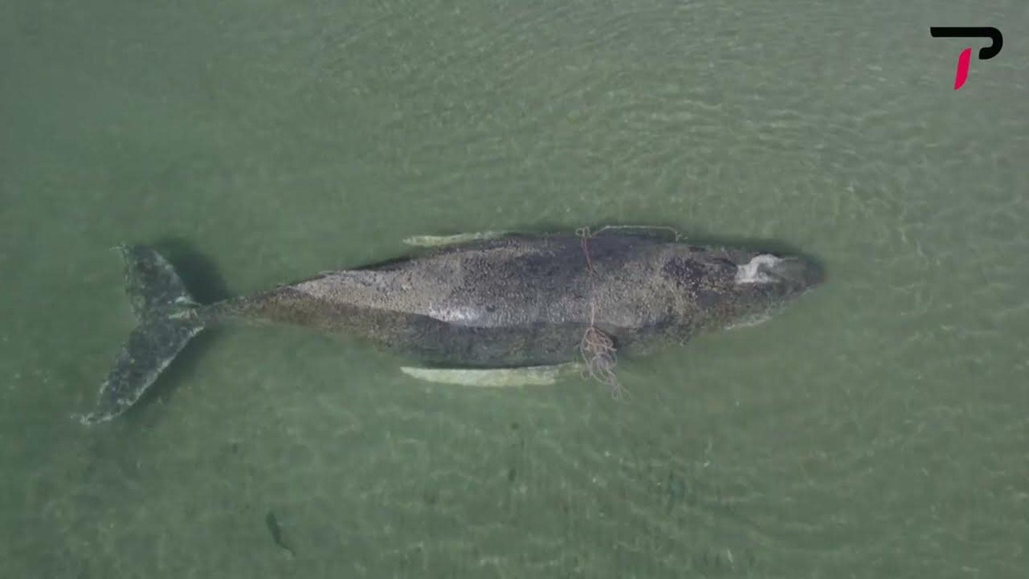 La balena in agonia. Corsa contro il tempo per salvare Timmy