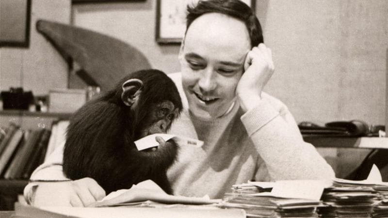 Desmond Morris allo zoo di Londra con lo scimpanzé Congo nel 1956