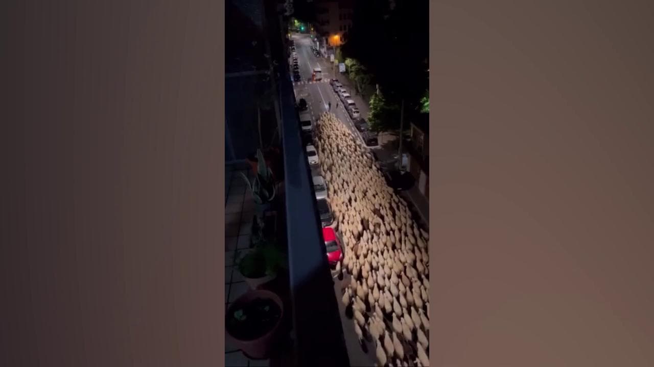 Treviso, un fiume di pecore invade la strada in piena città. Il residente: "Mi distruggono l'auto!"