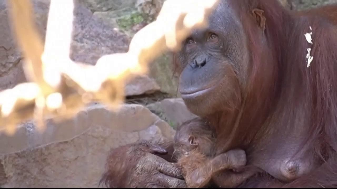 Spagna, fiocco rosa allo zoo: baby orangotango nasce davanti al pubblico