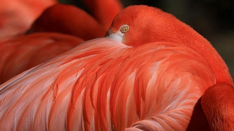 Flamingo (Yves Herman/REUTERS)