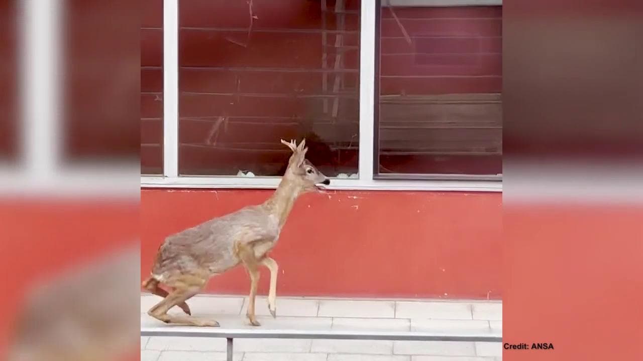 Bolzano, il giovane capriolo si perde e finisce nel cortile di un liceo durante la ricreazione