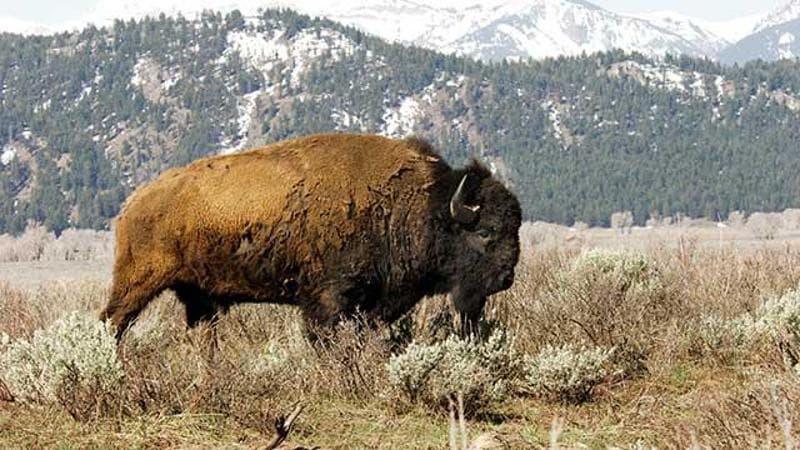 Anteprima: Trump vuole sfrattare i bisonti: la battaglia del tycoon contro gli animali simbolo degli…