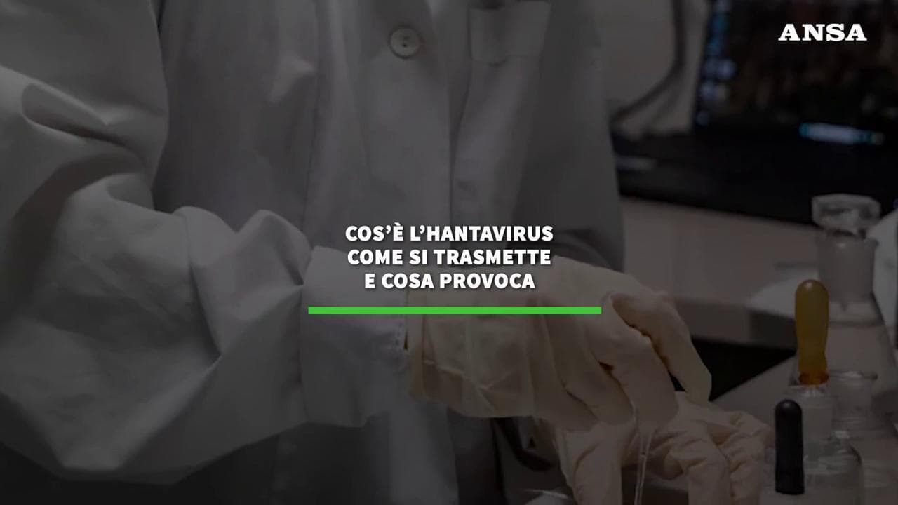 Hantavirus: cos'è, come si trasmette e cosa provoca