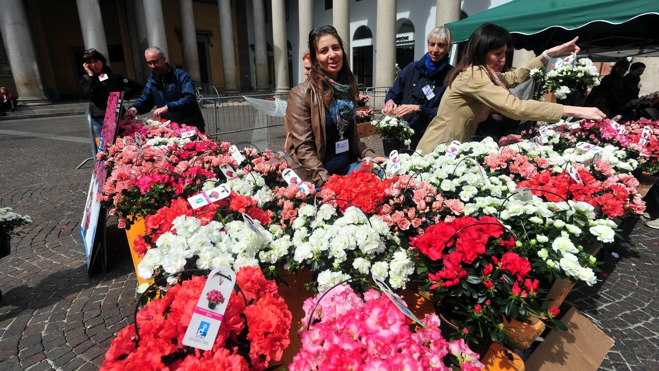 Azalea della Ricerca 2026: piazze e raccolta fondi AIRC