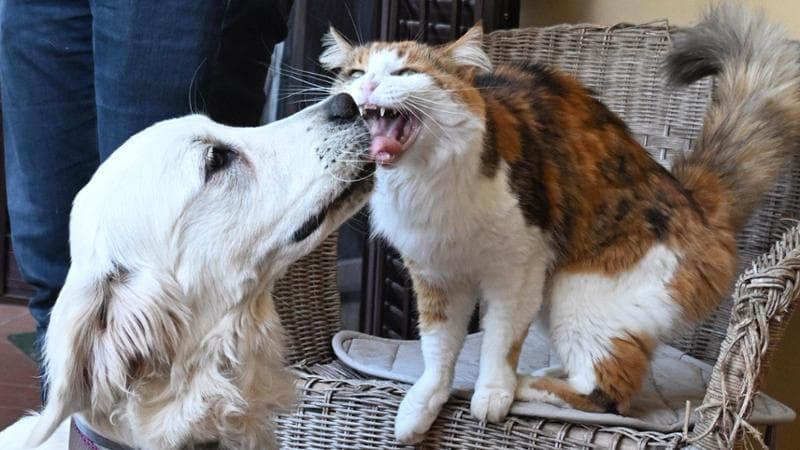 Luce con una gatta dei Bini, che in passato hanno accolto altri due cani. Aleandro Biagianti