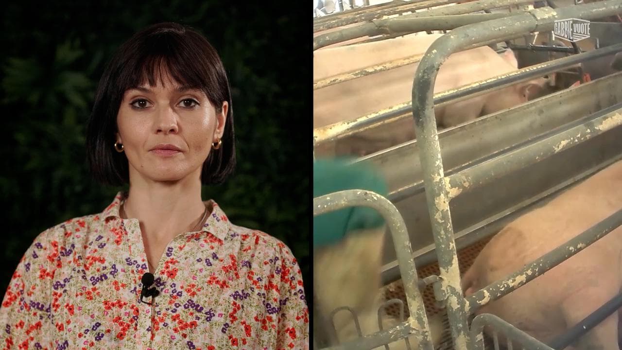 La chef Chiara Pavan con la campagna 'Gabbie vuote': "600mila scrofe immobili, sfruttate e uccise"
