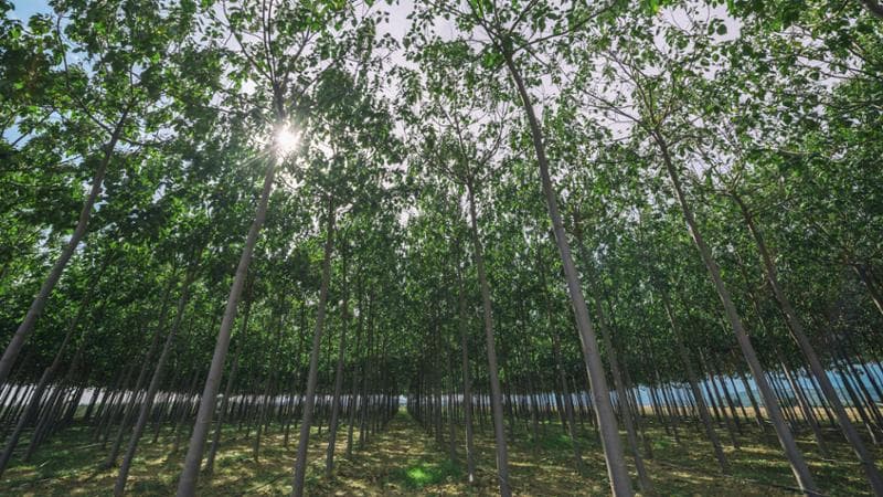 Energia e clima, che paradossi