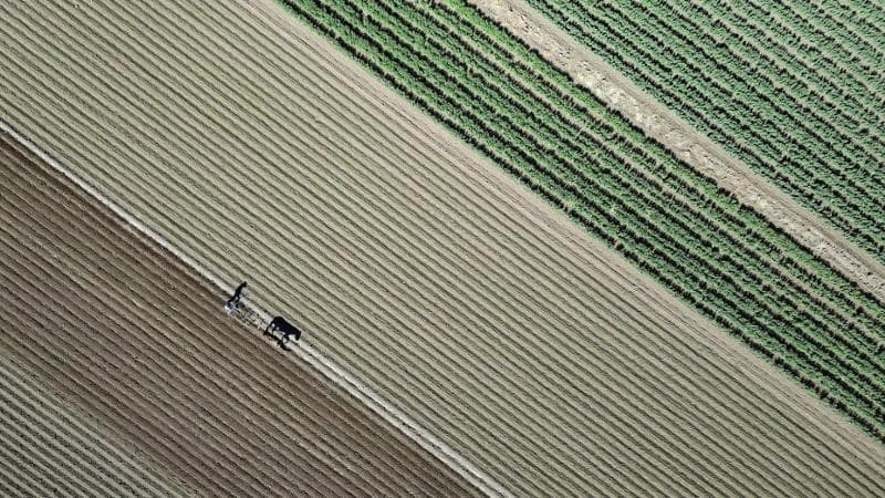 Agricoltori cileni (Rodrigo Garrido/Reuters)