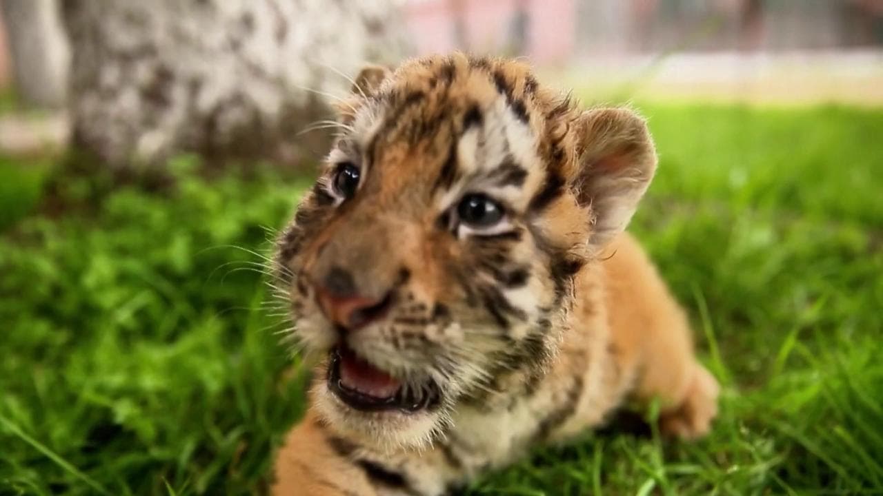 Cina, nati oltre 30 cuccioli di tigre siberiana: è una specie a rischio estinzione