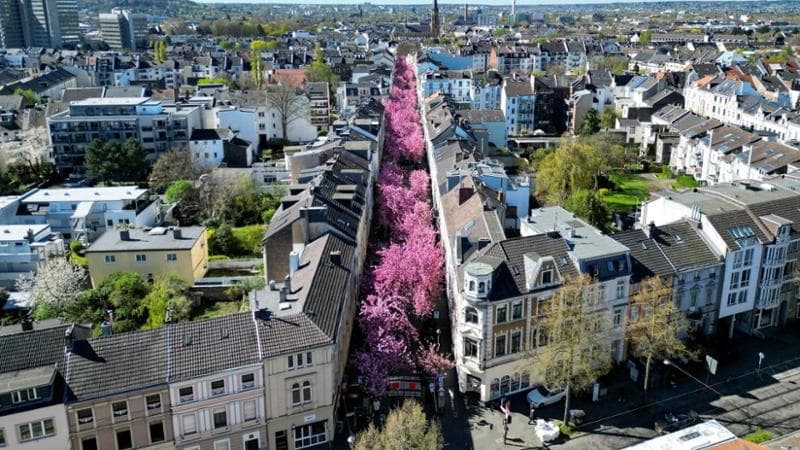 Ciliegi (CHRISTOPHER NEUNDORF/EPA)