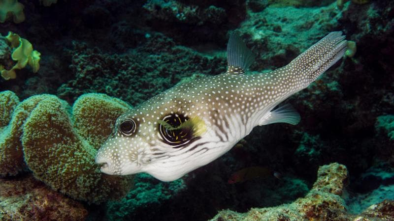 il pesce palla giapponese Torquigener. Jason Edwards / Alamy / ipa