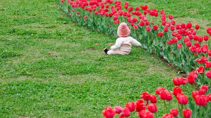Giardino di tulipani nel Kashmir (Sharafat Ali/Reuters)
