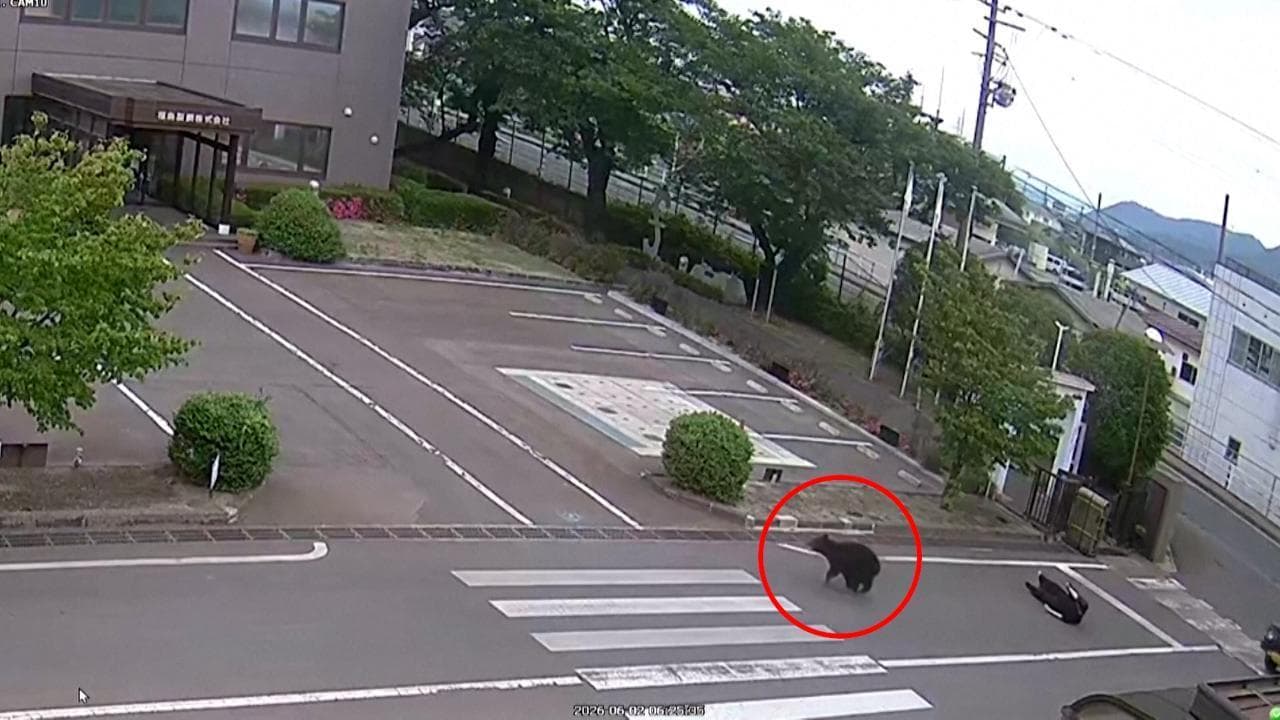 Giappone, orso aggredisce un passante in strada a Fukushima: l'attacco ripreso da una telecamera