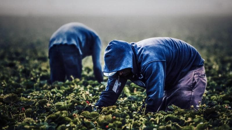 Anteprima: La legge per combattere il caporalato nelle campagne: all’avanguardia soltanto sulla carta