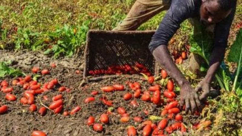 Anteprima: L’Italia degli schiavi: si vive e si muore per tre euro l’ora. Che alla fine, però, non a…