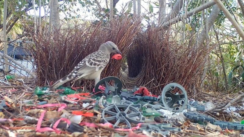 Anteprima: Come gioiello un tappo di plastica. Così l’uccello giardiniere usa i rifiuti per il corte…