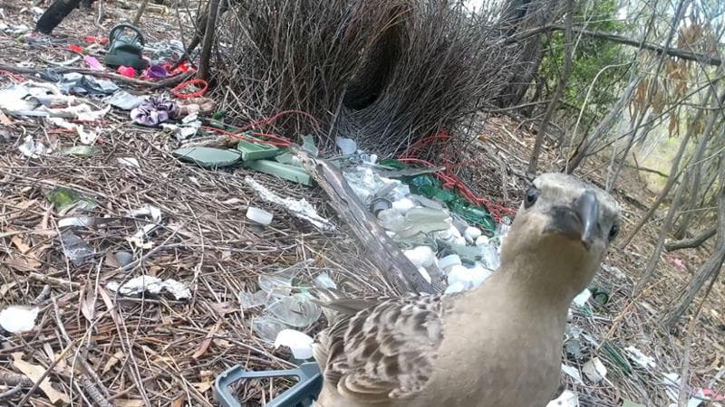 Il nido di un uccello giardiniere. Credit Caitlin Evans