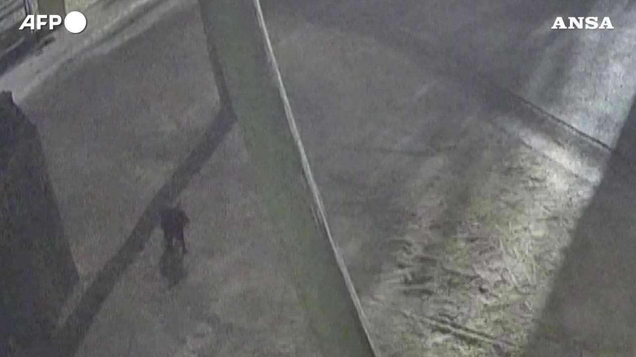 Australia, tutti a caccia di Mary: la fuga del diavolo della Tasmania ripresa dalle telecamere