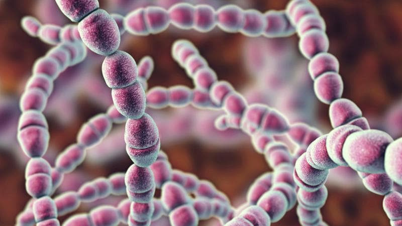 Streptococcus termophilus  (Getty Images/Science Photo Library)