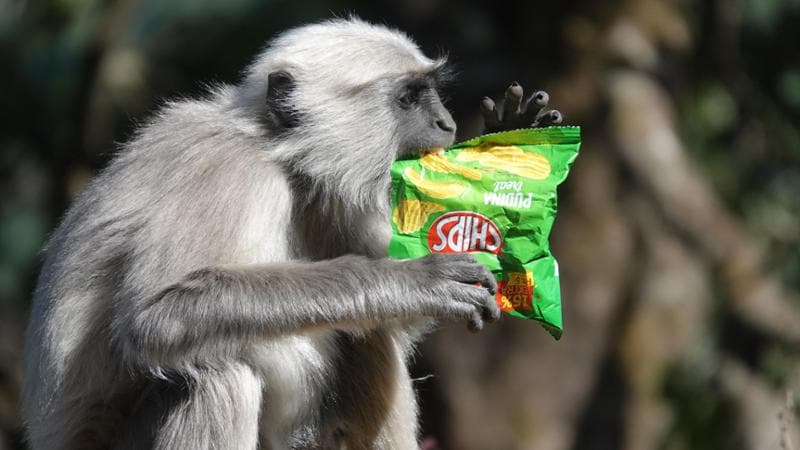 Un macaco in India con un sacchetto di patatine (Pathik Lohar/Shutterstock)