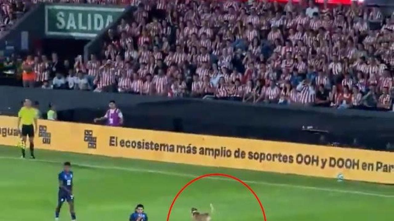 Cane entra in campo durante il match: interrotta l'ultima amichevole del Paraguay prima dei Mondiali