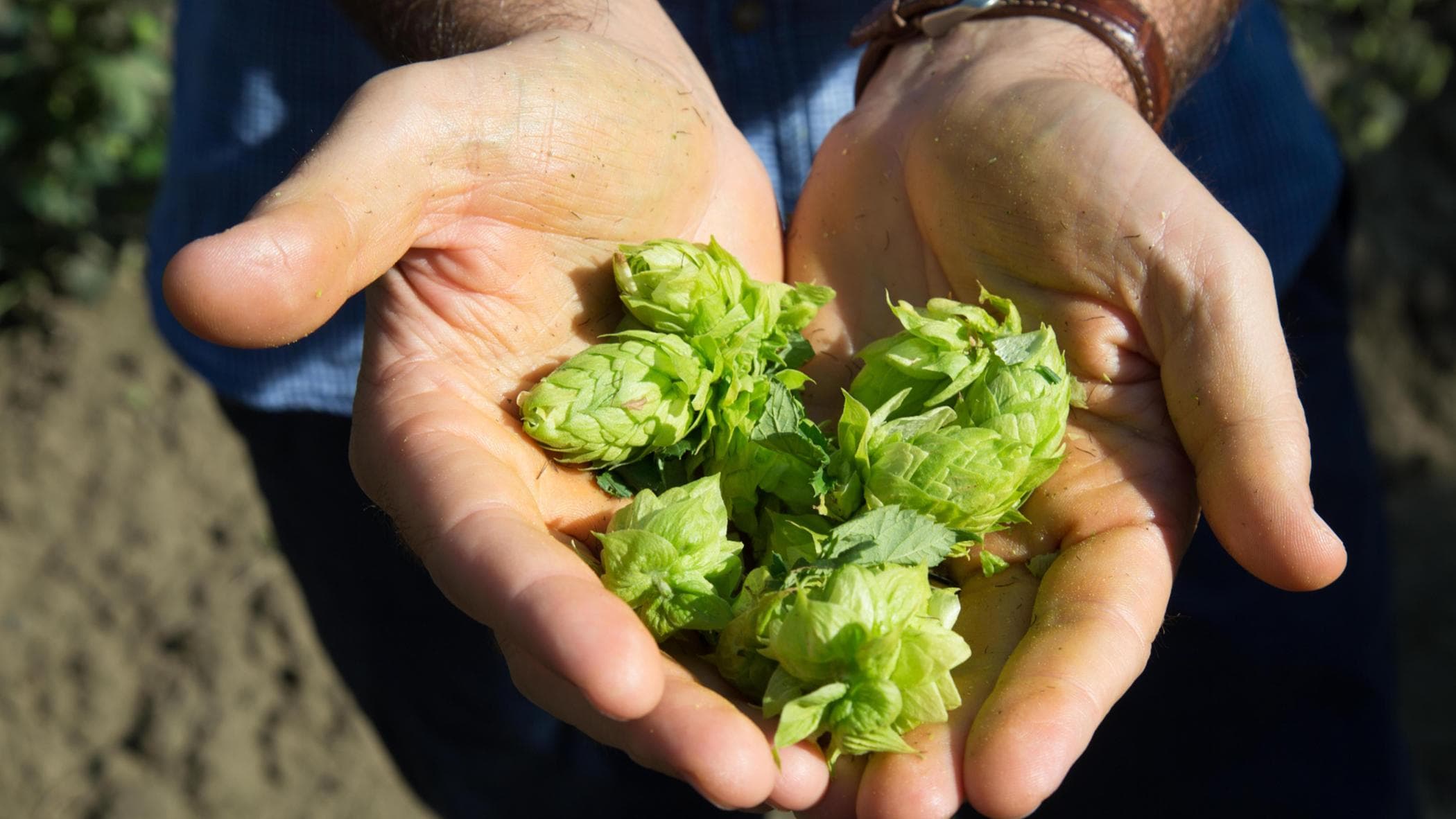 Carlsberg Italia, sürdürülebilirlik rakamlarla test edildi: yeni Brewing Tomorrow stratejisi